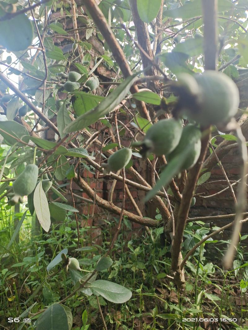 菲油果苗