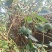 菲油果苗