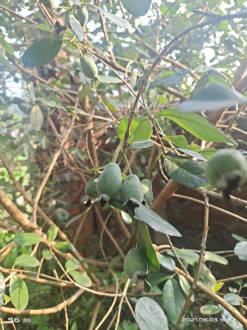 菲油果苗