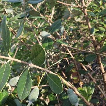 菲油果苗