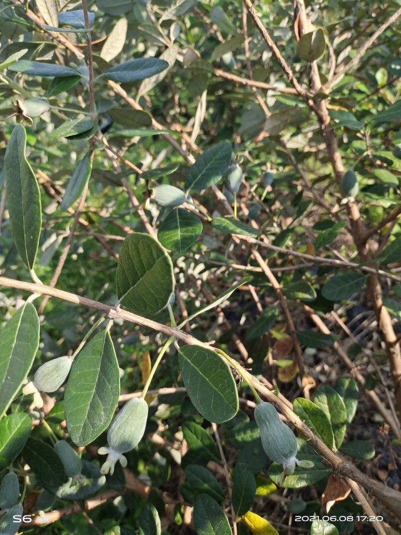 菲油果苗