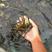 黄骨鱼雄性黄桑黄腊丁全程提供技术支持，存活率强