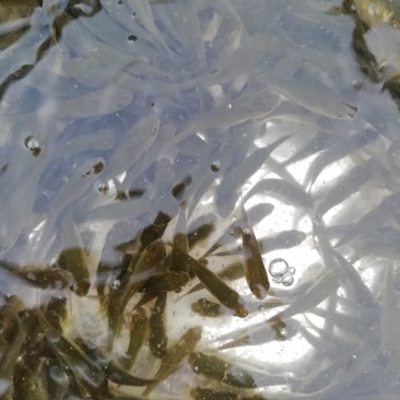 抗病毒草鱼200尾斤