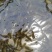 抗病毒草鱼200尾斤