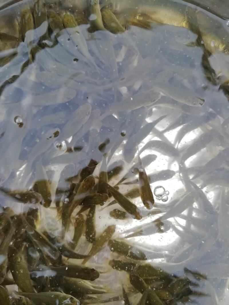 抗病毒草鱼200尾斤