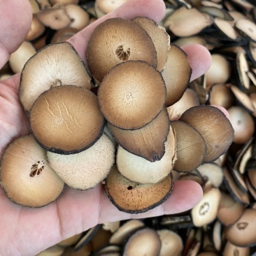 橘红片橘红果化州橘红大量批发各种规格