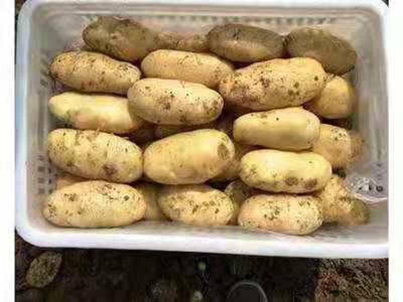 精选新土豆荷兰十五土豆，基地直发，大量供应可代发
