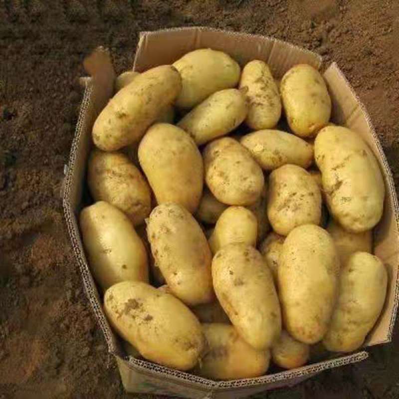 精选新土豆荷兰十五土豆，基地直发，大量供应可代发