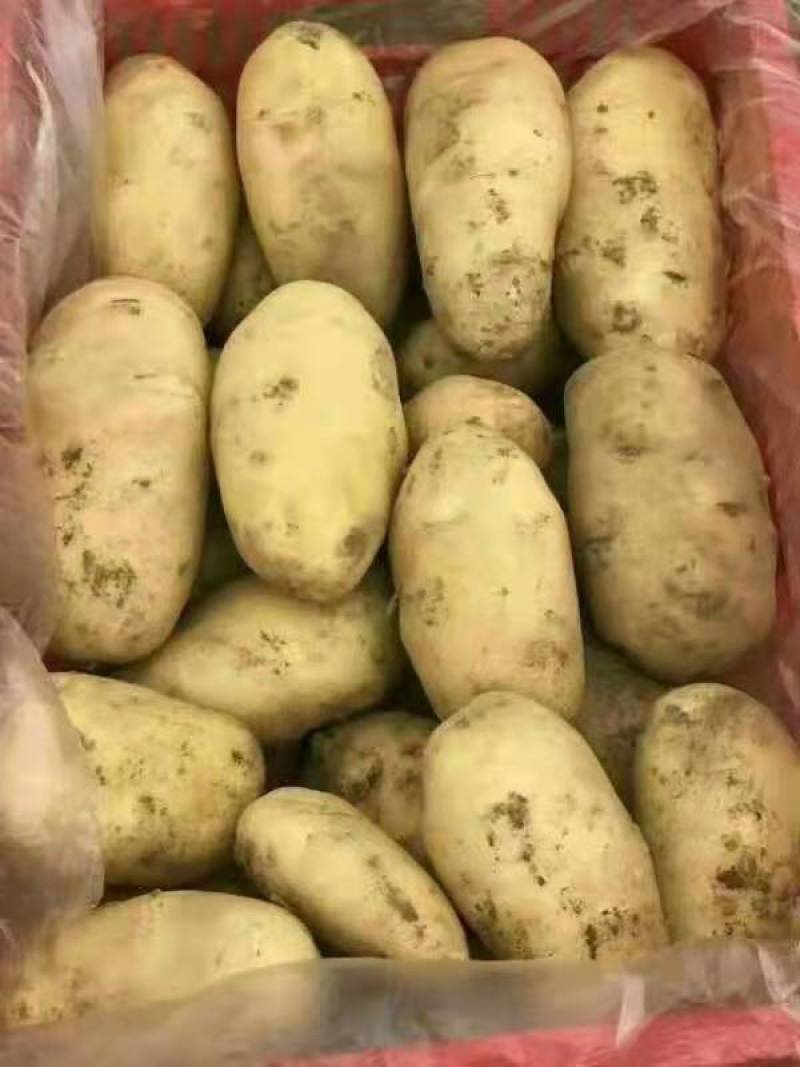 精选新土豆荷兰十五土豆，基地直发，大量供应可代发