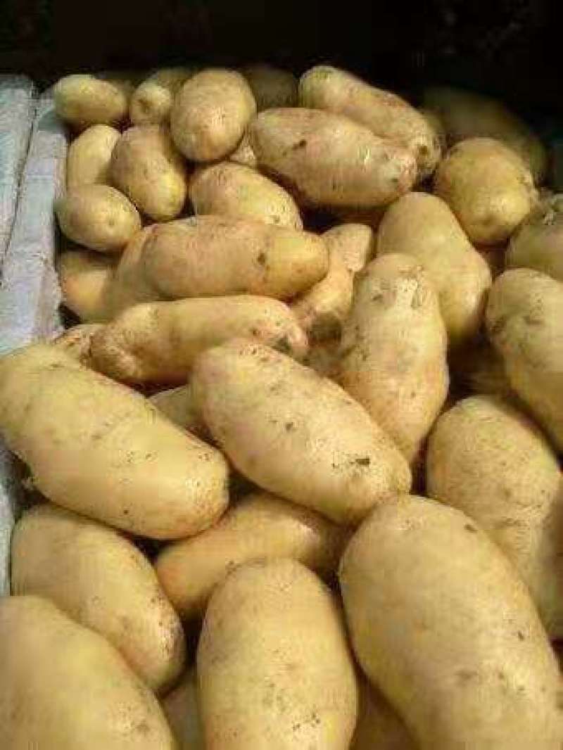 精选新土豆荷兰十五土豆，基地直发，大量供应可代发