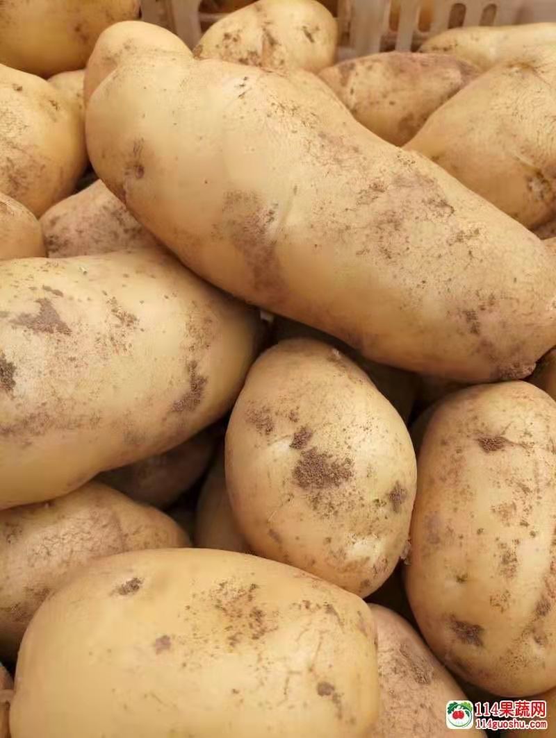 精选新土豆荷兰十五土豆，基地直发，大量供应可代发