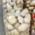精选新土豆荷兰十五土豆，基地直发，大量供应可代发