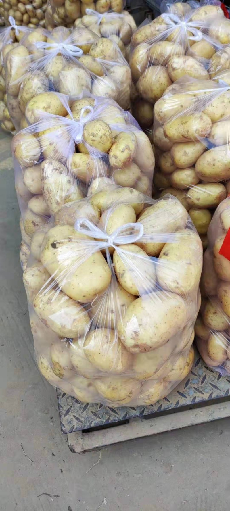 精选新土豆荷兰十五土豆，基地直发，大量供应可代发