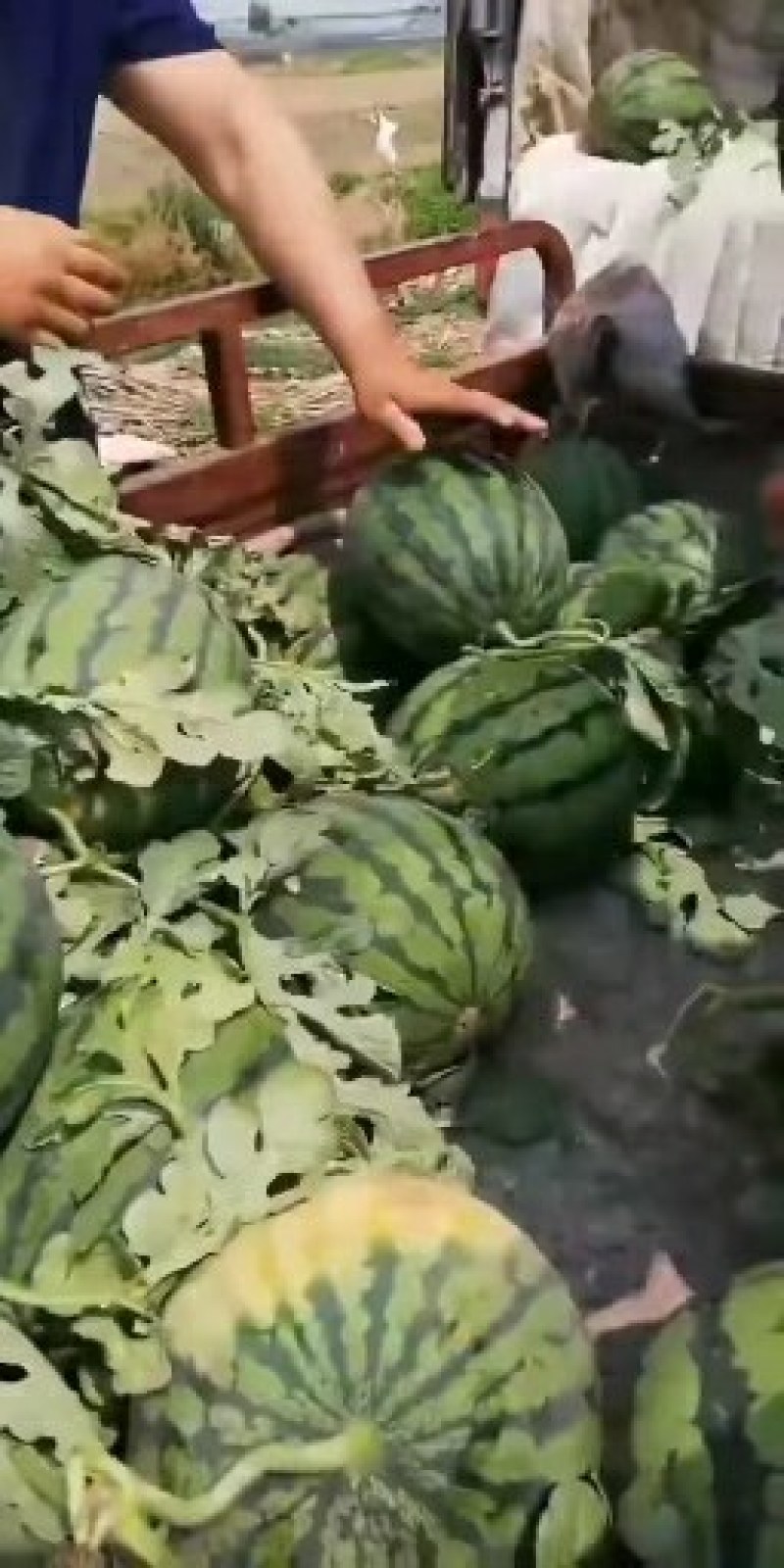山东甜王京欣西瓜黑美人供应之中，货源充足，按质量论价。