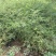 蔷薇蔷薇花爬藤蔷薇苗红花粉红花白花
