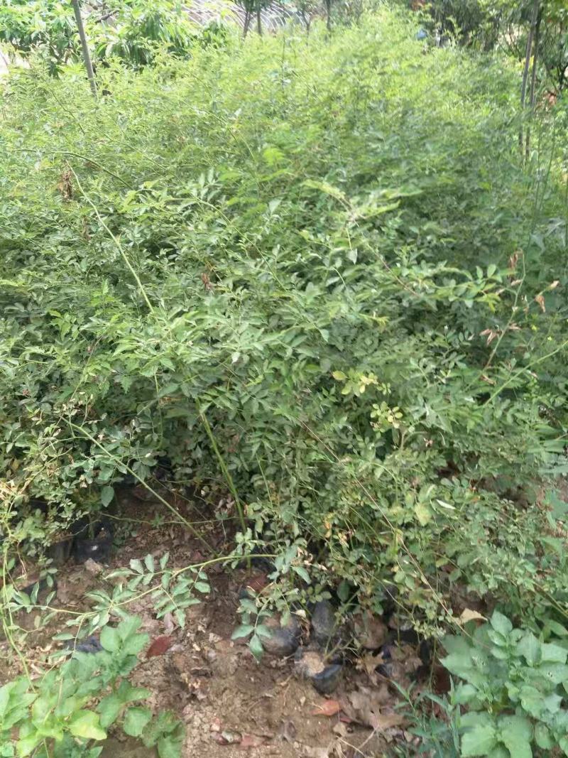 蔷薇蔷薇花爬藤蔷薇苗红花粉红花白花