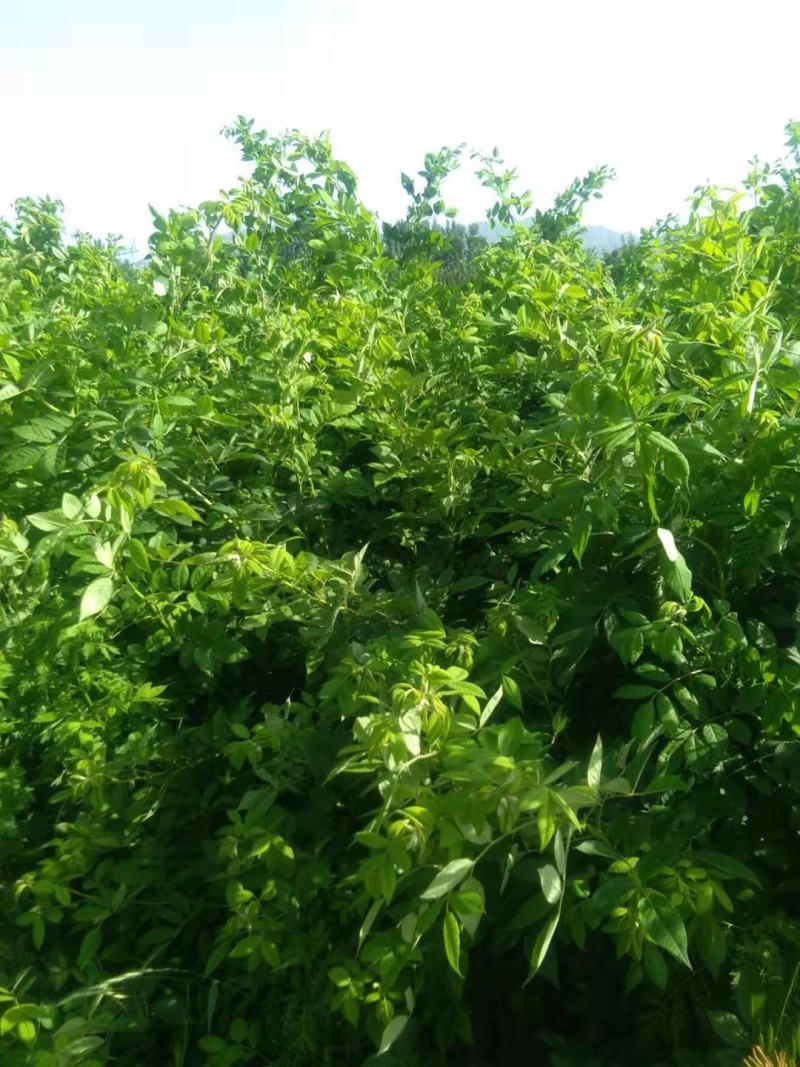 蔷薇蔷薇花爬藤蔷薇苗红花粉红花白花