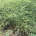 蔷薇蔷薇花爬藤蔷薇苗红花粉红花白花