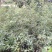 蔷薇蔷薇花爬藤蔷薇苗红花粉红花白花