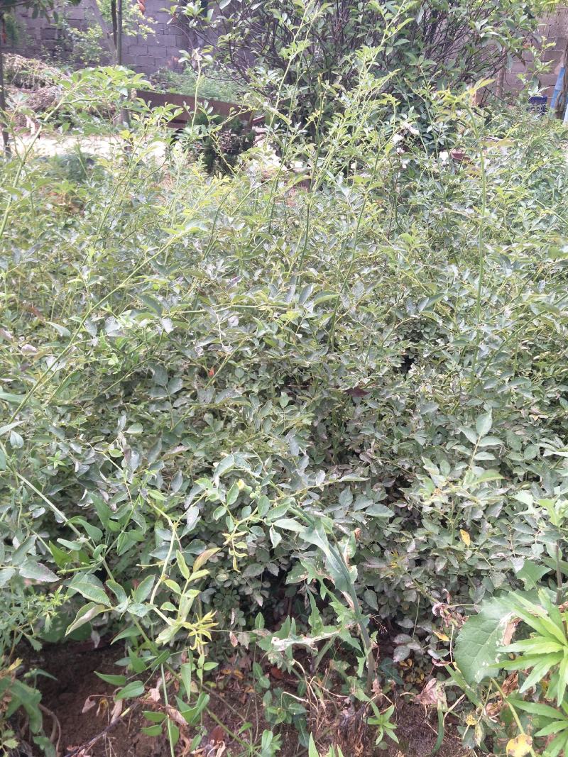 蔷薇蔷薇花爬藤蔷薇苗红花粉红花白花