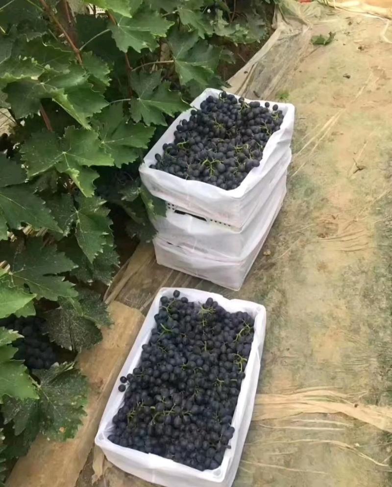 玫瑰香葡萄大量上市非代办原产地！！！拿捏