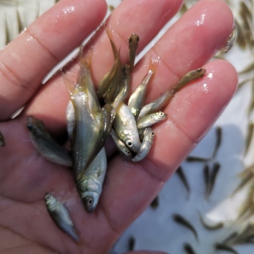 草鱼苗，长江草鱼苗，出售各种规格的草鱼苗支持全国空运发货