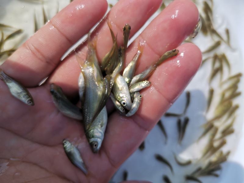 草鱼苗，长江草鱼苗，出售各种规格的草鱼苗支持全国空运发货