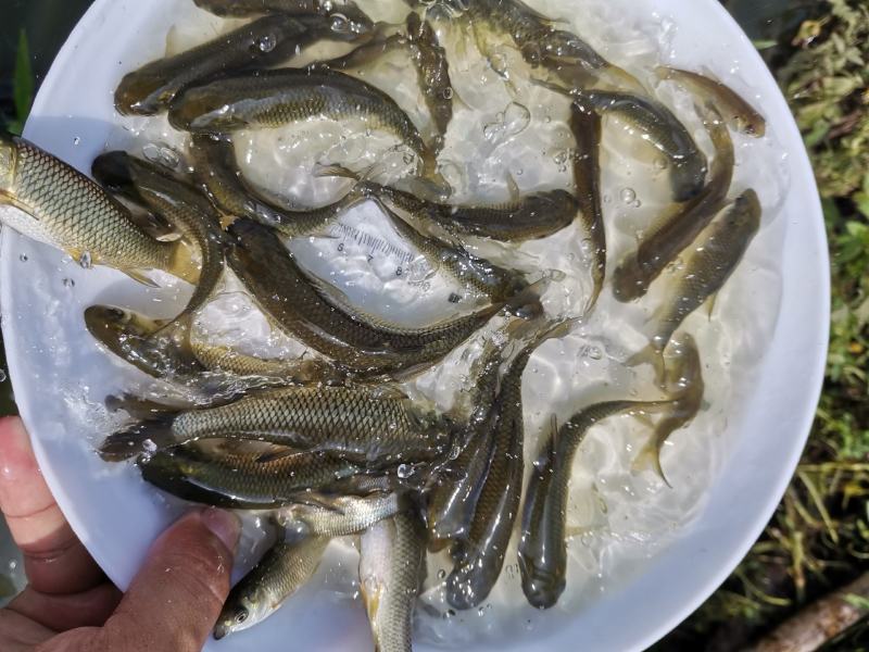 草鱼苗，长江草鱼苗，出售各种规格的草鱼苗支持全国空运发货