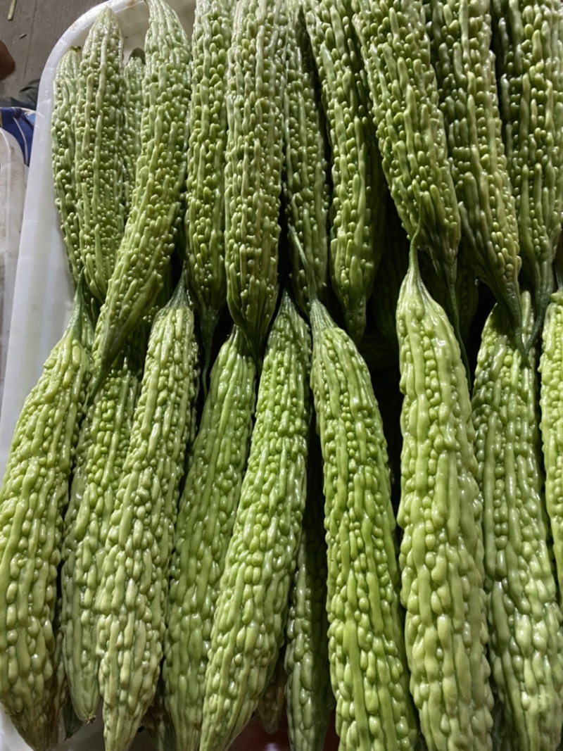四川，峨眉大油苦瓜，青苦瓜，苦瓜，一手货源