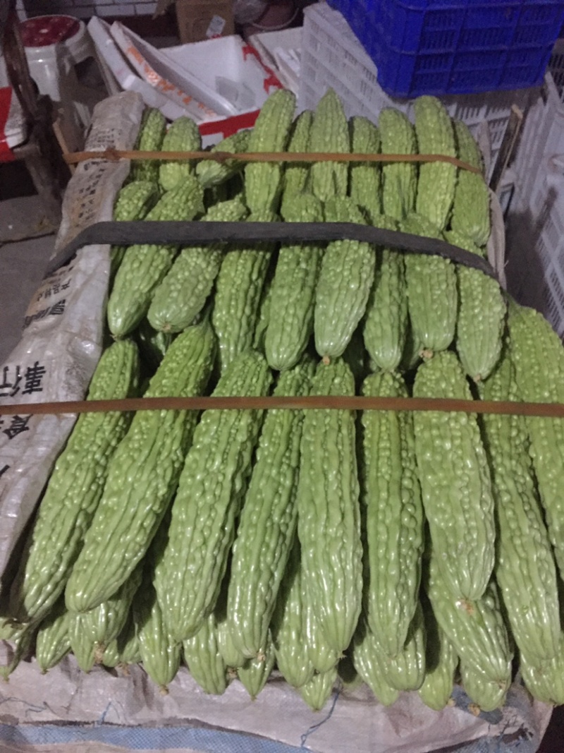 四川，峨眉大油苦瓜，青苦瓜，苦瓜，一手货源