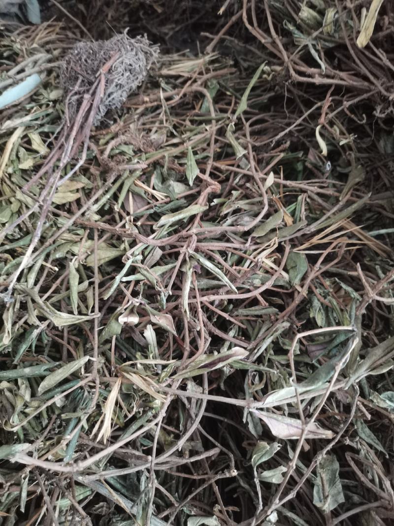 贵州中药材小叶石吊兰岩豇豆味道不苦