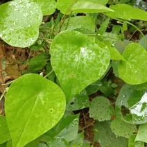 木防己藤鲜货，下单现采。