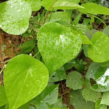 木防己藤鲜货，下单现采。