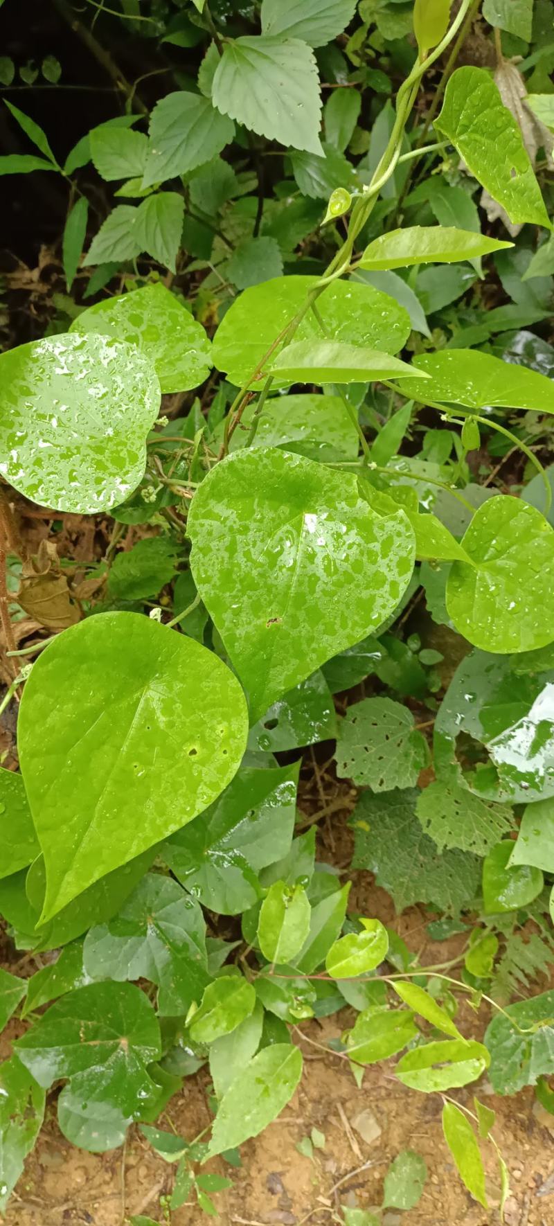 木防己藤鲜货，下单现采。