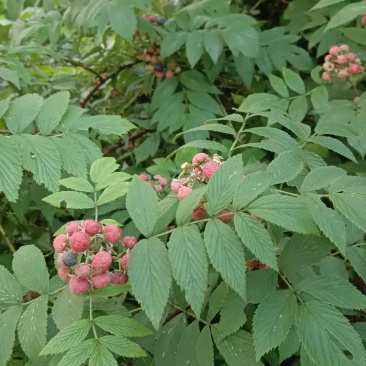 有做各种野生悬钩子根，茅梅根，三月泡，蛇泡竻，红梅根药材