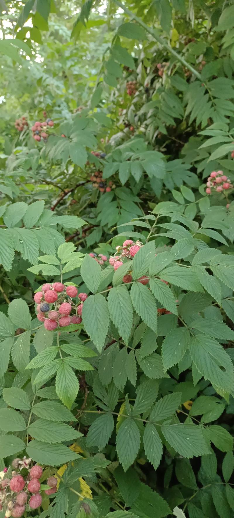 有做各种野生悬钩子根，茅梅根，三月泡，蛇泡竻，红梅根药材