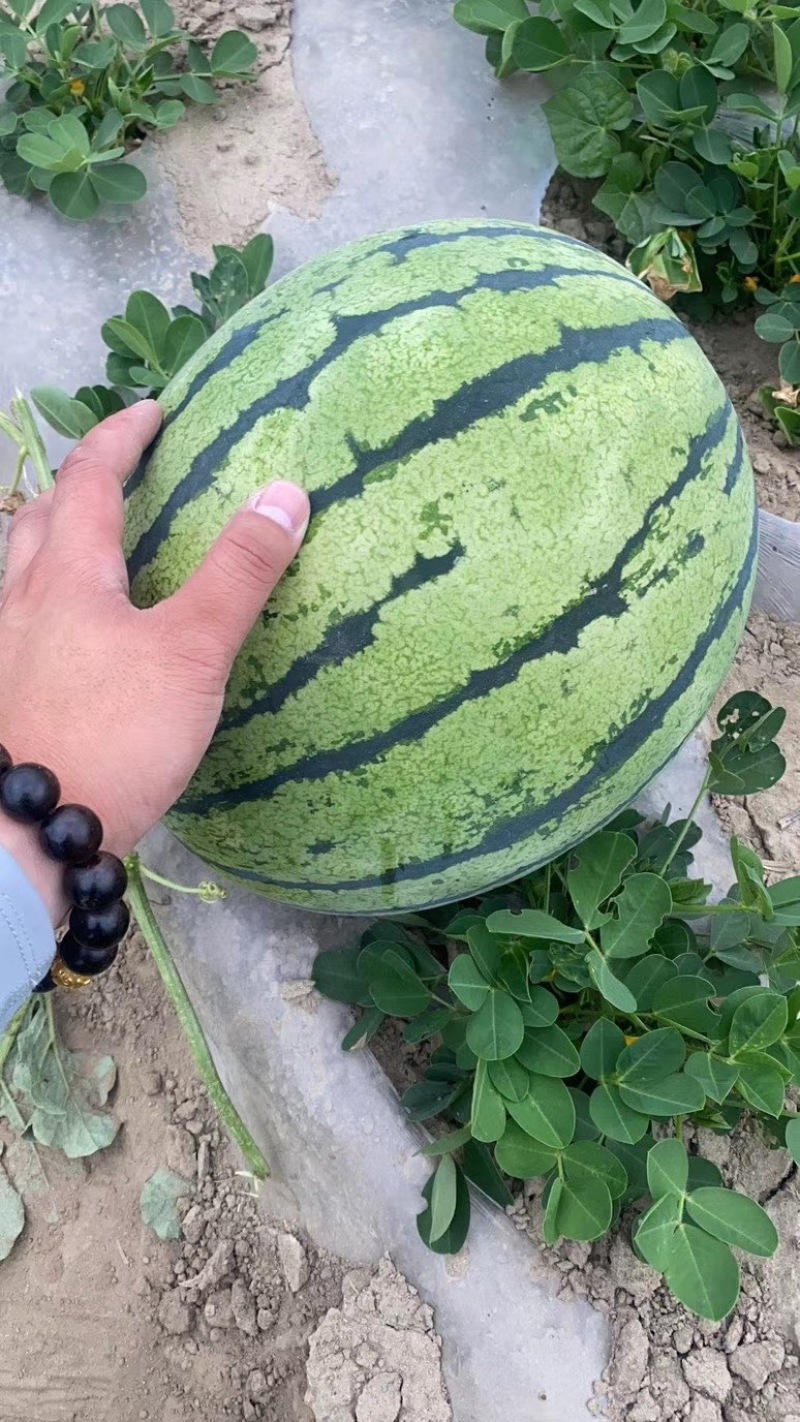 【瓜甜瓤红】襄阳西瓜甜王京欣可供电商超市耐运输1茬