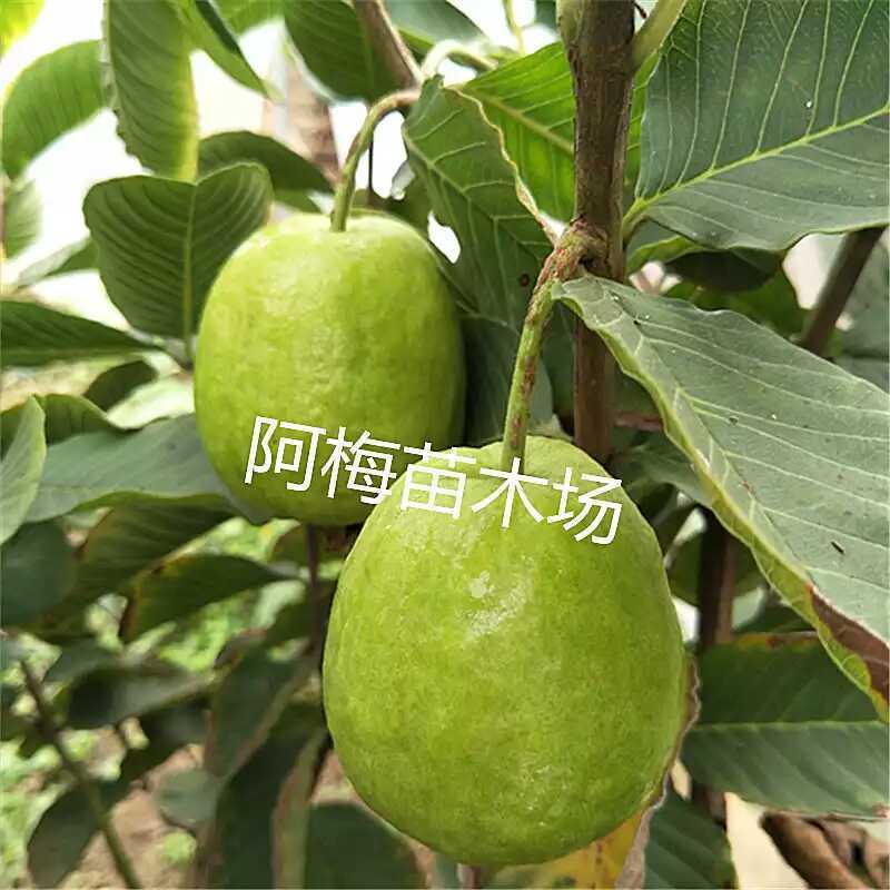 台湾红宝石少籽芭乐嫁接番石榴苗四季结果当年结果可盆栽