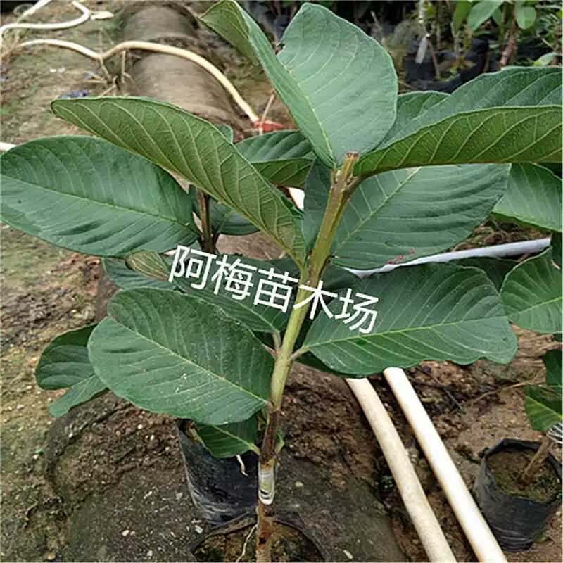 台湾红宝石少籽芭乐嫁接番石榴苗四季结果当年结果可盆栽