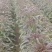 红笋，青皮紫叶，需要的老板请联系你需要的质量这边都有