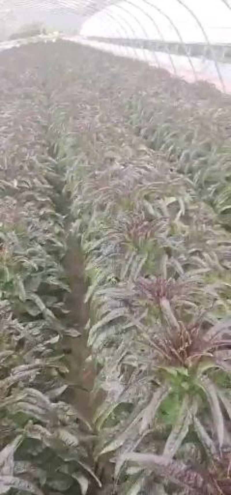 红笋，青皮紫叶，需要的老板请联系你需要的质量这边都有