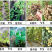 冲施肥哈茨木霉菌200亿/克抗死棵抗烂苗消除真菌
