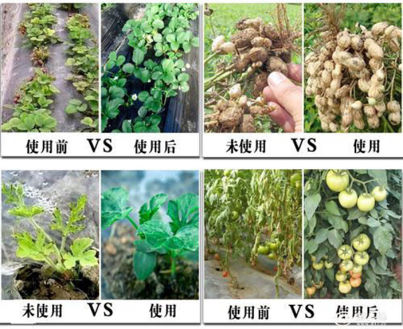 冲施肥哈茨木霉菌200亿/克抗死棵抗烂苗消除真菌
