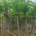 凤凰木5至8分