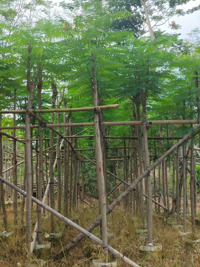 凤凰木5至8分