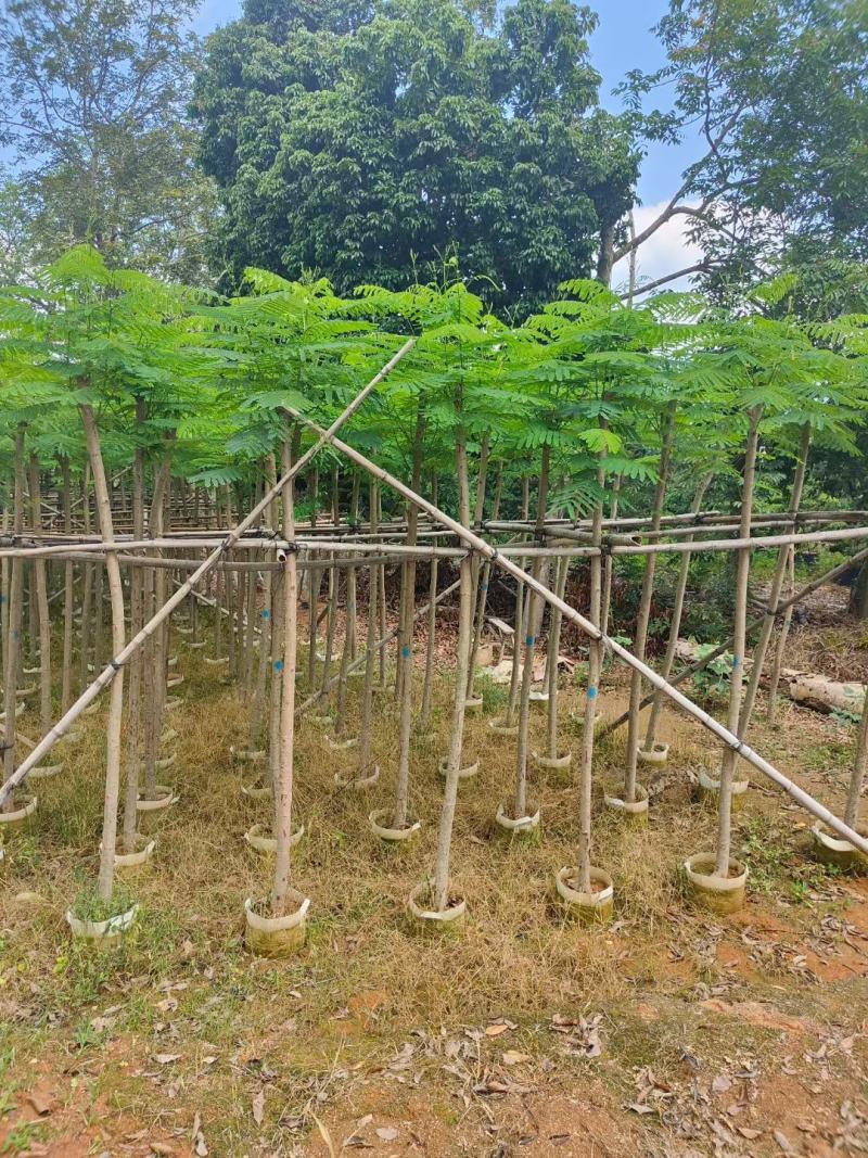 凤凰木5至8分