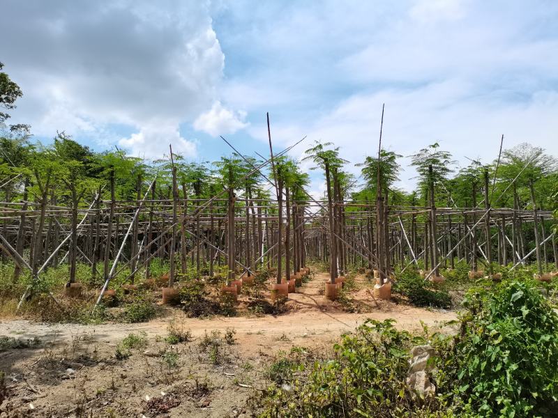 凤凰木5至8分