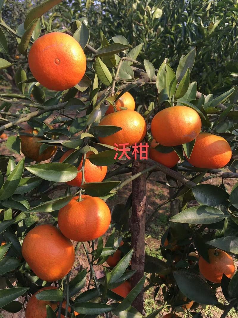 【推荐】沃柑苗明日见柑橘苗爱媛38号红美人现挖现发
