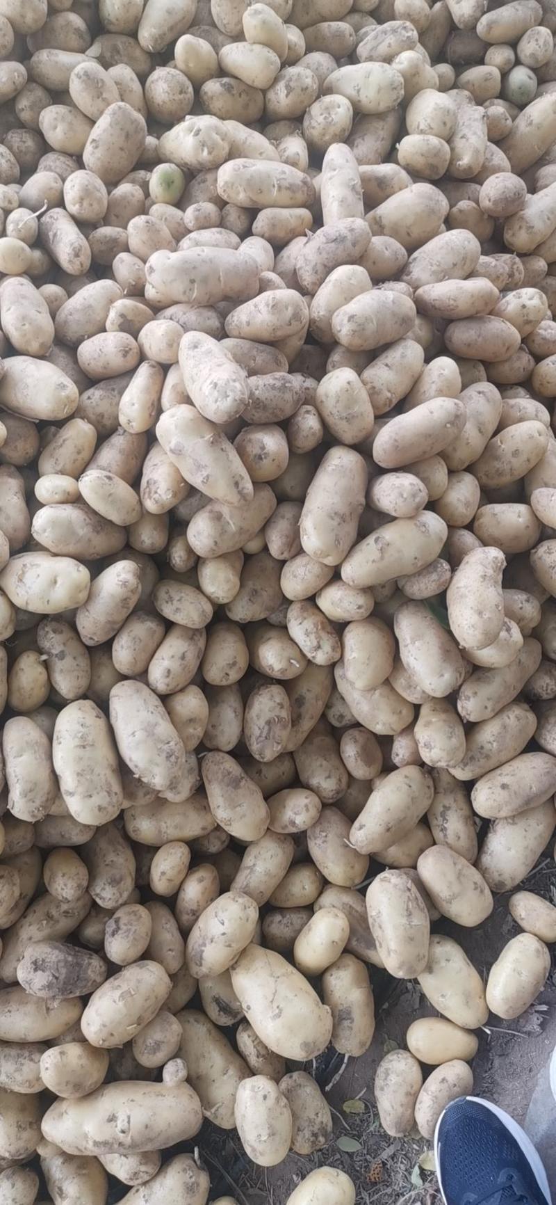 产地直发精品土豆大量上市一手货源诚信经营量大从优