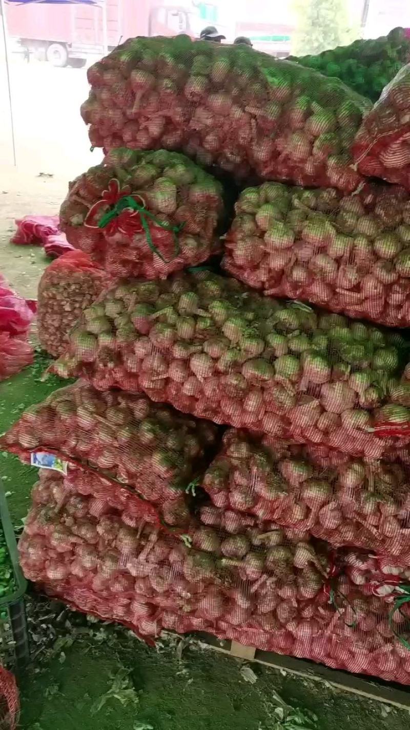 淮阳全干蒜紫皮蒜脱水蒜蒜米料各种规格大蒜大量上